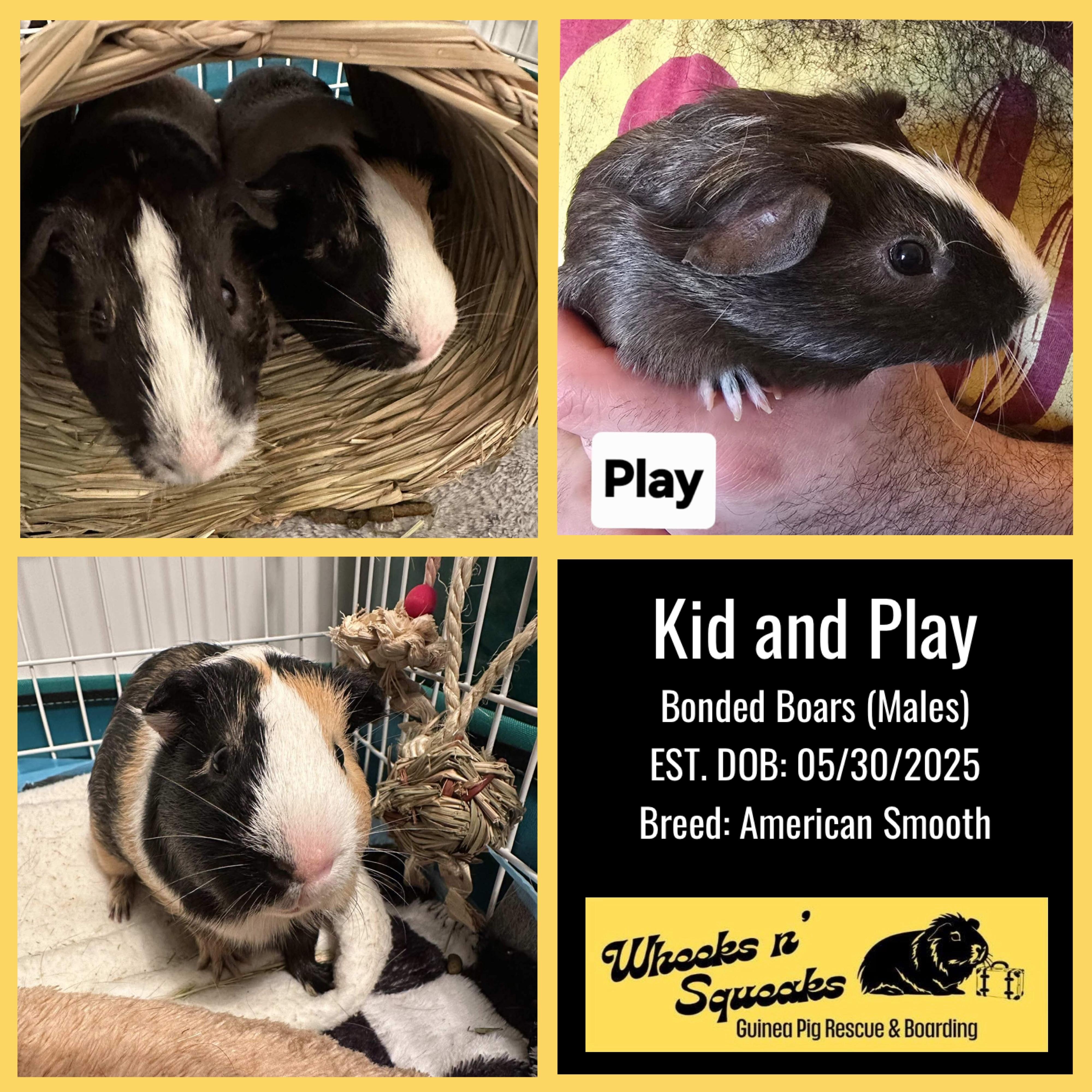 Kid and Play, a Adoptable Guinea Pig in Phoenix, AZ image 1/5