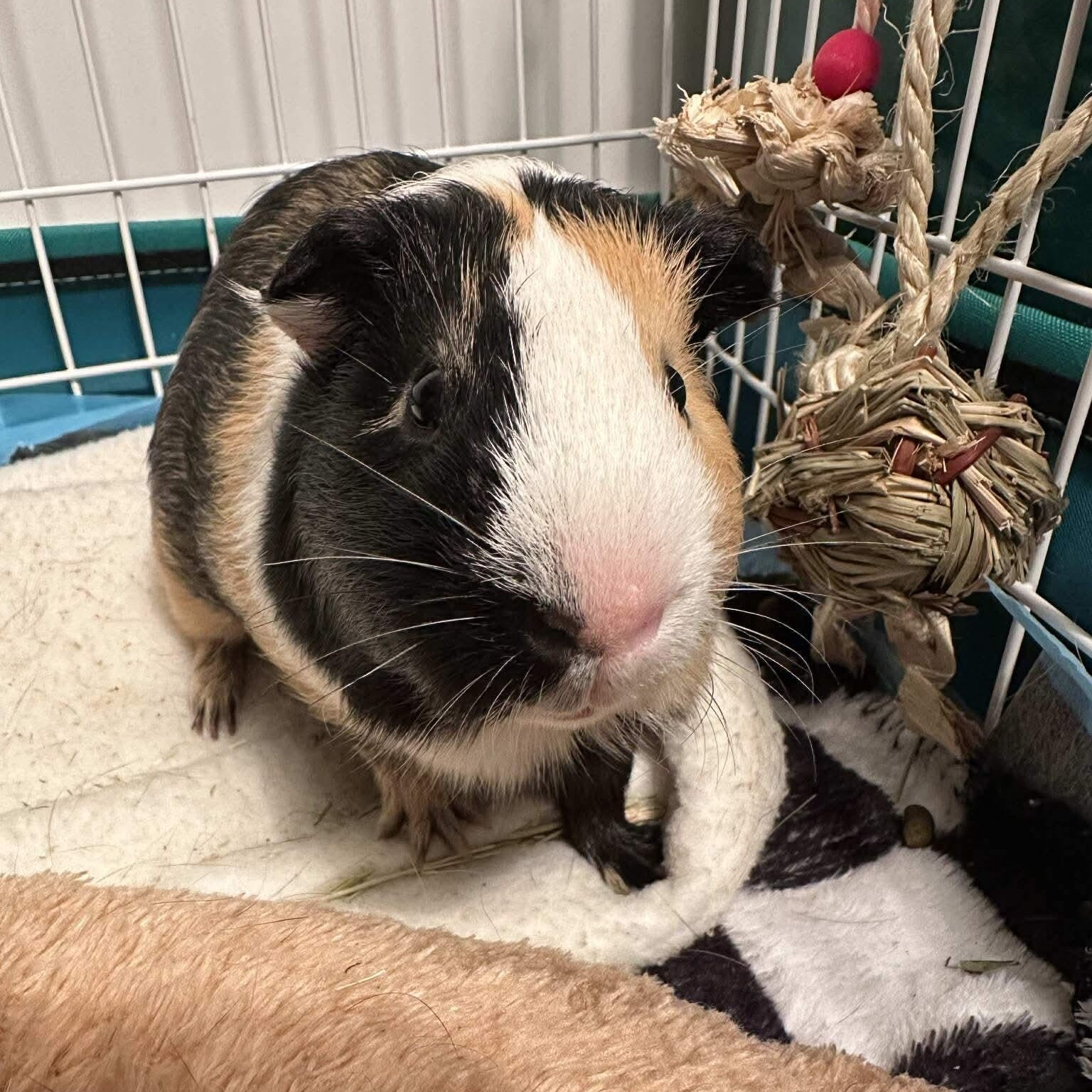 Play and Kid, a Adoptable Guinea Pig in Phoenix, AZ image 1/3