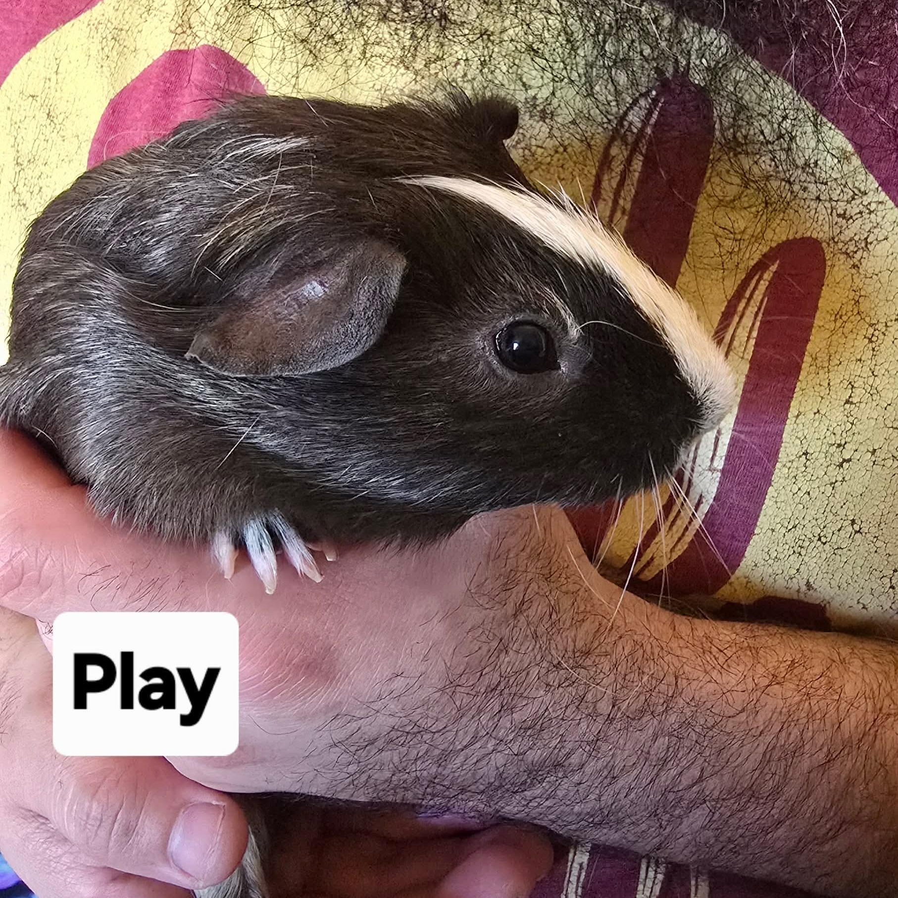 Play and Kid, a Adoptable Guinea Pig in Phoenix, AZ image 3/3