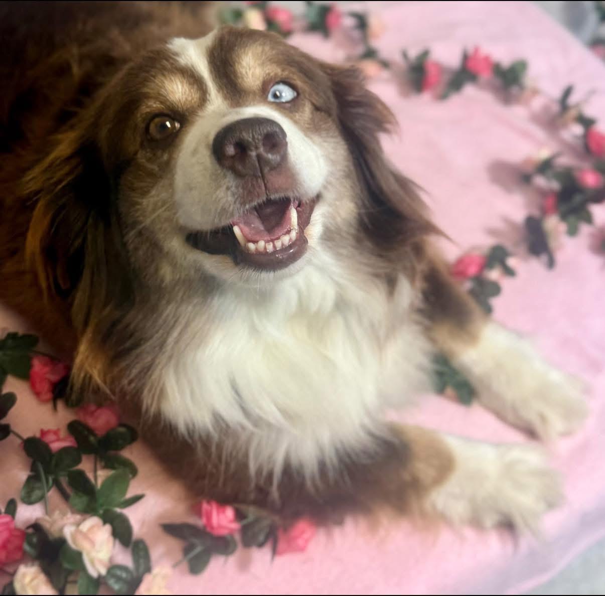 Athena, adopted, Adult Female Australian Shepherd.