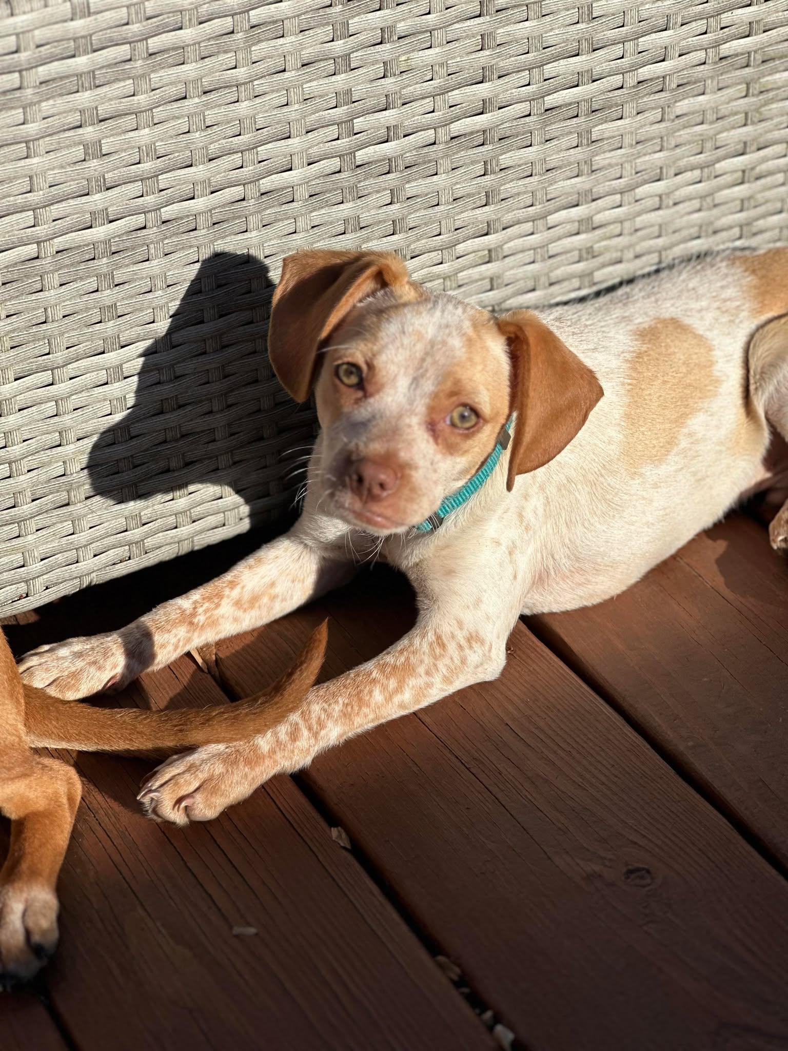 Enlarge Zuke, an adopted mixed breed in Westwood, NJ image 4/6