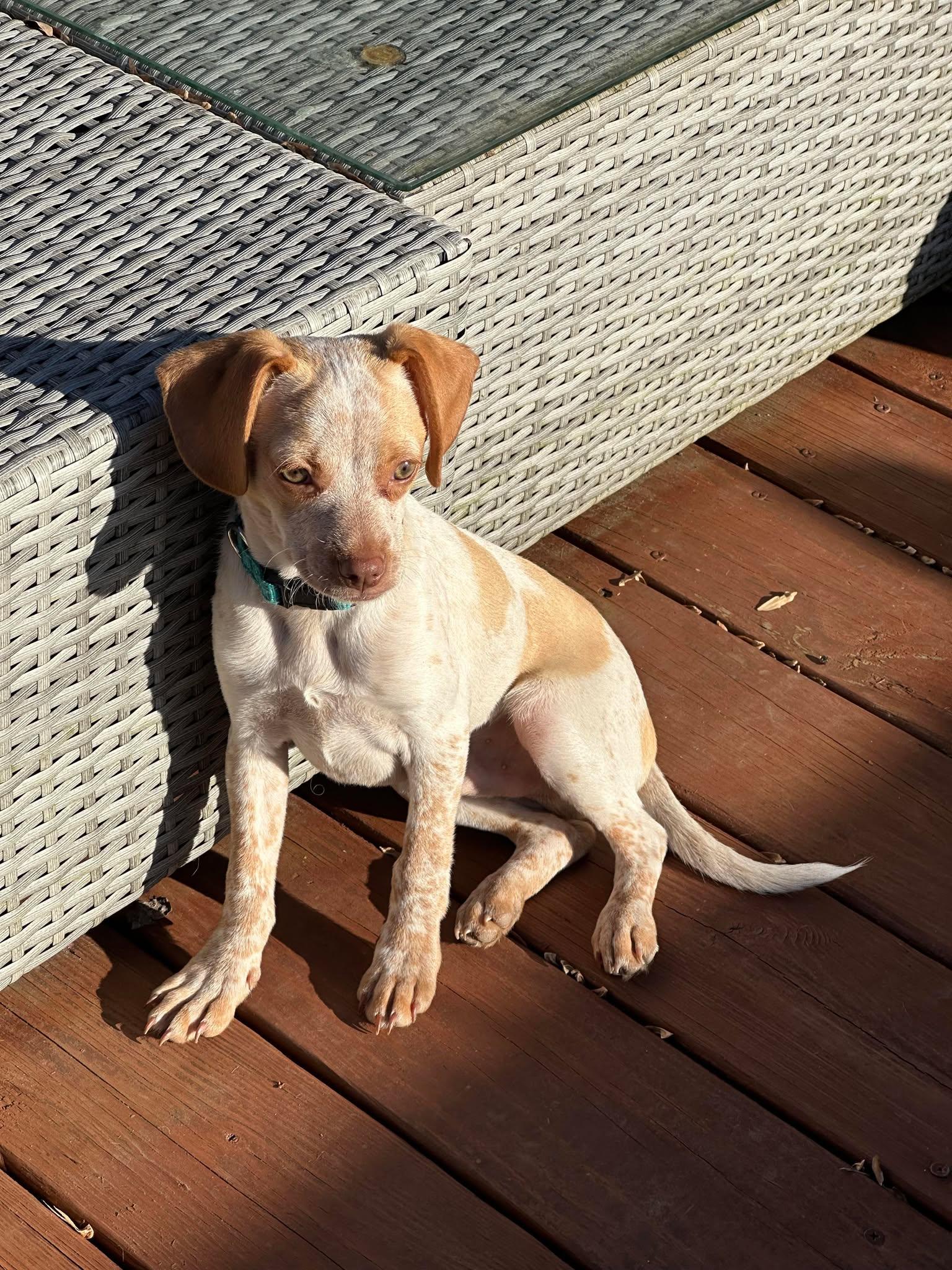 Enlarge Zuke, an adopted mixed breed in Westwood, NJ image 5/6