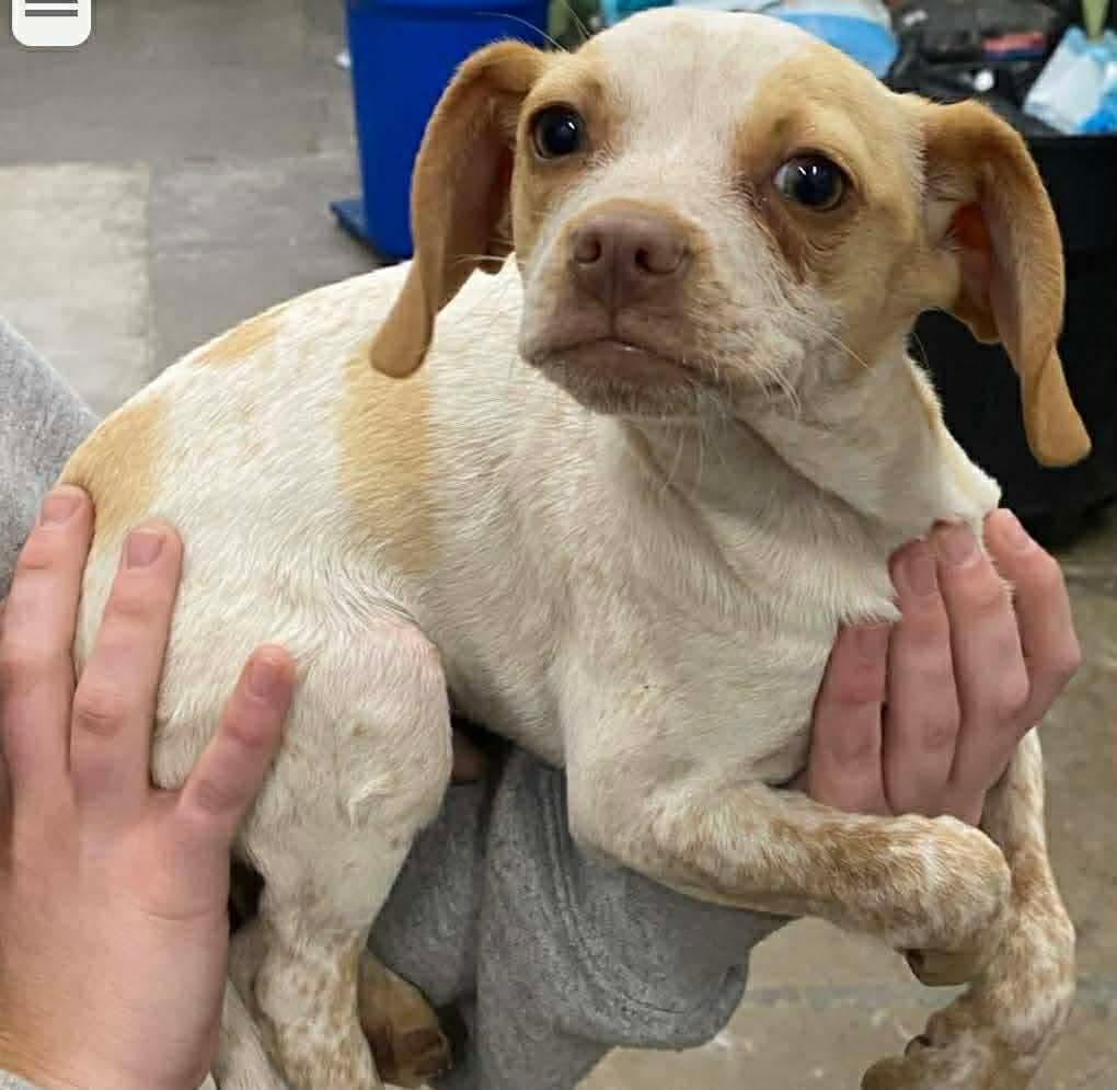 Enlarge Zuke, an adopted mixed breed in Westwood, NJ image 1/6