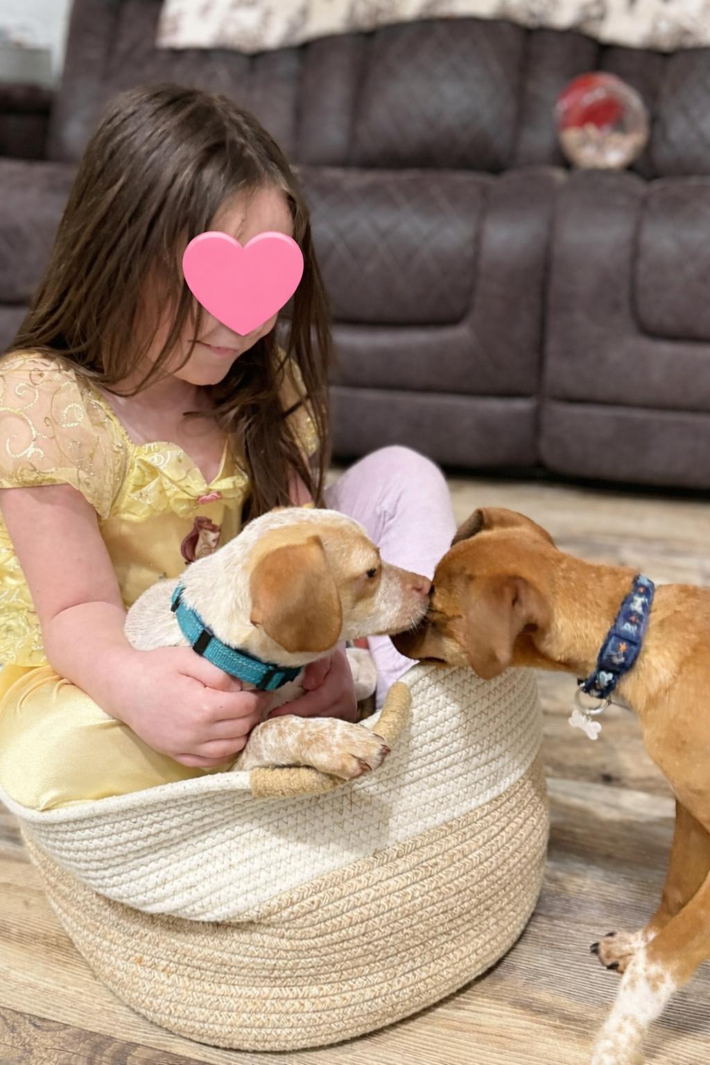 Enlarge Zuke, an adopted mixed breed in Westwood, NJ image 6/6