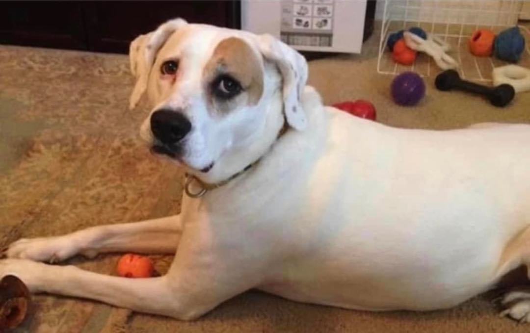 Lady, an adoptable Hound in Tallahassee, FL, 32301 | Photo Image 1