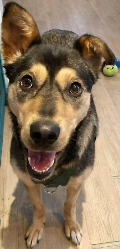 Enlarge Baby Girl, a Adoptable mixed breed in Cranbrook, BC image 3/3