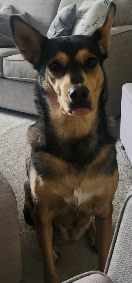 Enlarge Baby Girl, a Adoptable mixed breed in Cranbrook, BC image 2/3