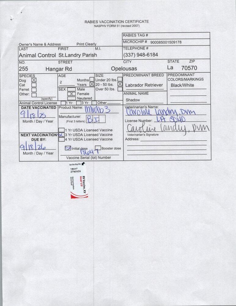 Enlarge Shadow, a Adoptable mixed breed in Opelousas, LA image 1/2