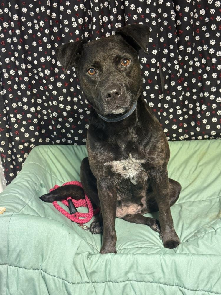 Enlarge Shadow, a Adoptable mixed breed in Opelousas, LA image 2/2