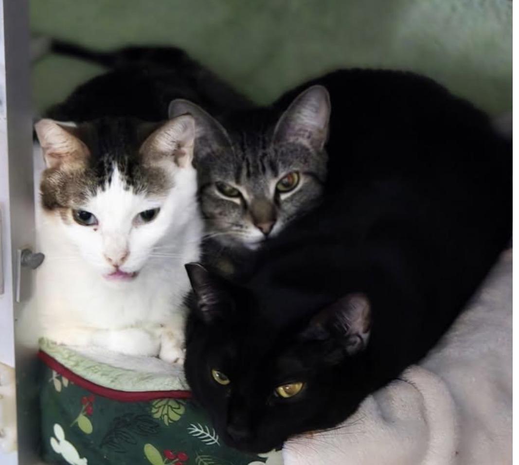 Wayne & Pennie, a Adoptable mixed breed in San Diego, CA image 2/3