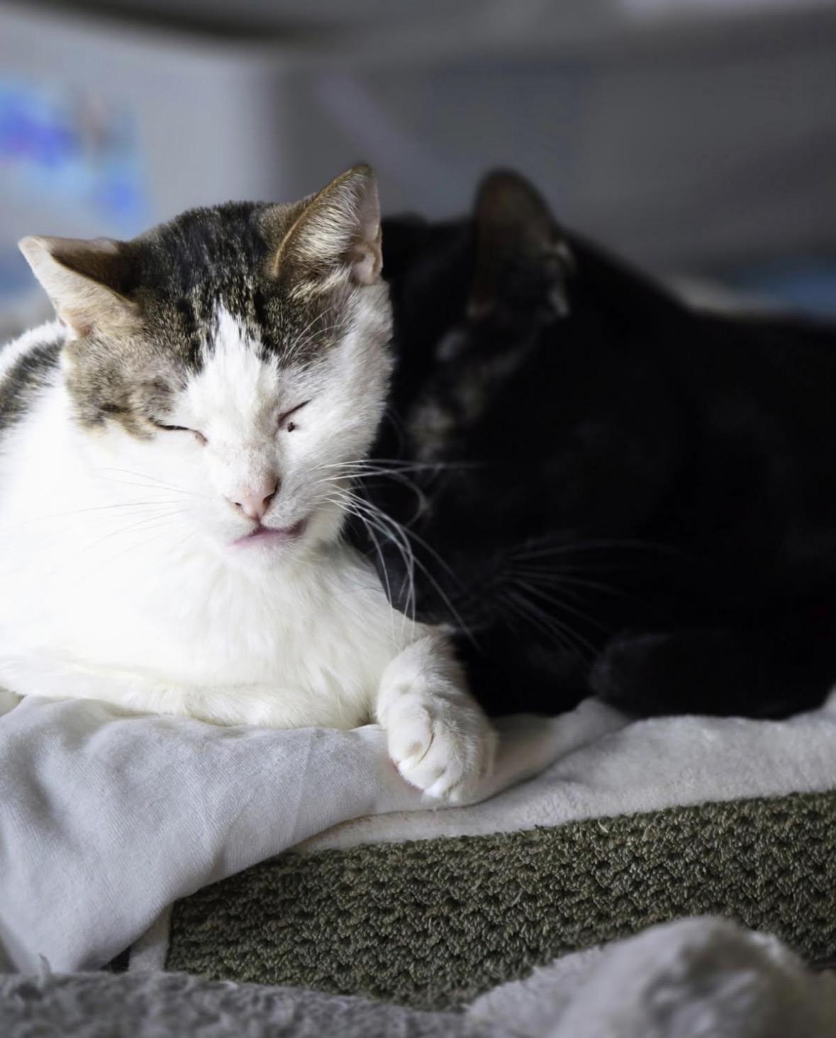 Wayne & Pennie, a Adoptable mixed breed in San Diego, CA image 3/3