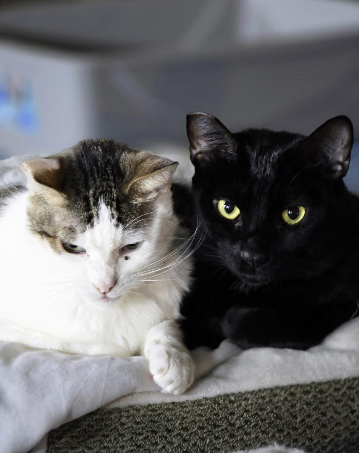 Enlarge Wayne & Pennie, a ADOPTABLE mixed breed in San Diego, CA image 2/3