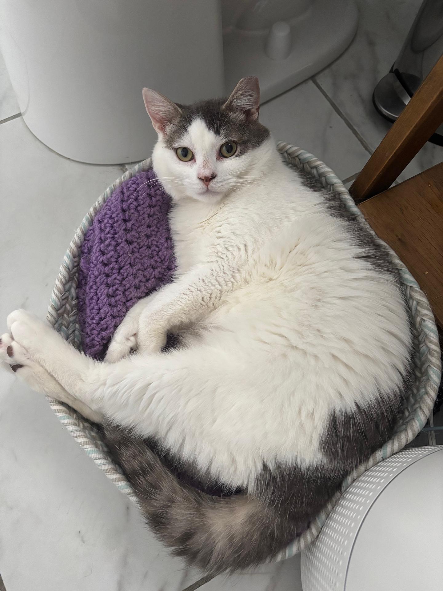 Pebbles (Batman) Horst, Young Male Domestic Short Hair