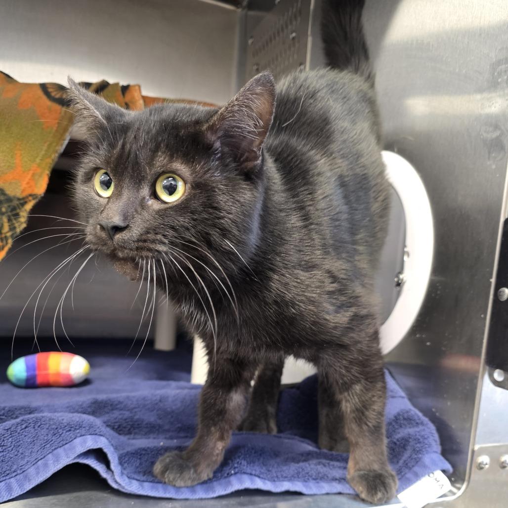 Enlarge Emmanuel, a Adoptable Domestic Short Hair in Fort Wayne, IN image 2/6