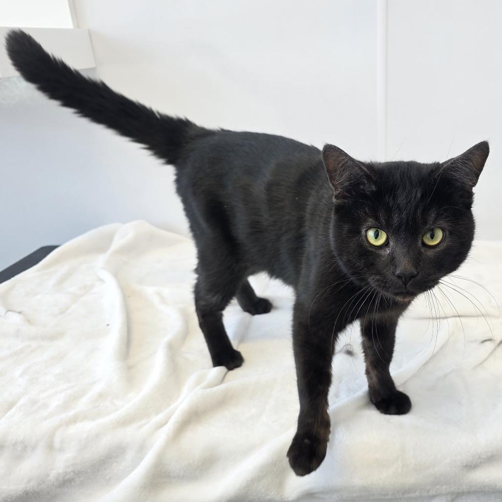 Enlarge Emmanuel, a Adoptable Domestic Short Hair in Fort Wayne, IN image 3/6
