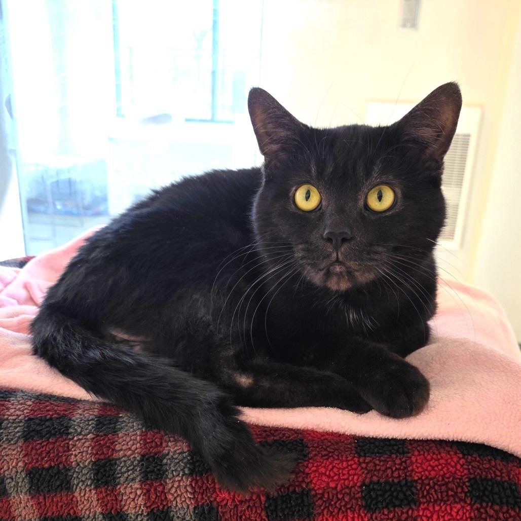 Enlarge Emmanuel, a Adoptable Domestic Short Hair in Fort Wayne, IN image 6/6