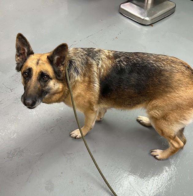 Enlarge Clover, a ADOPTABLE German Shepherd Dog in Phoenix, OR image 1/1