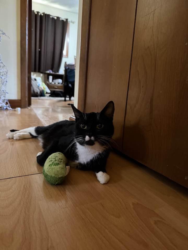 Enlarge Charity, a ADOPTABLE Domestic Short Hair in Cleveland, OH image 2/5