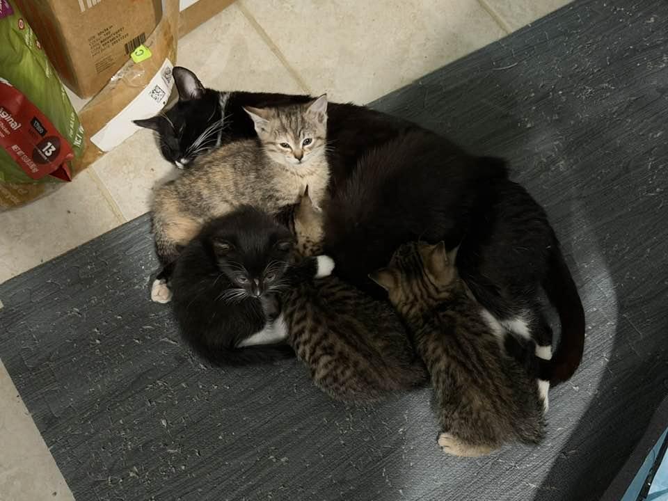 Enlarge Charity, a ADOPTABLE Domestic Short Hair in Cleveland, OH image 4/5