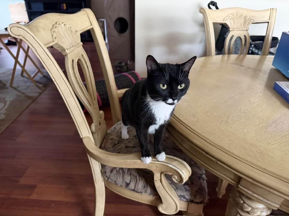 Enlarge Charity, a ADOPTABLE Domestic Short Hair in Cleveland, OH image 3/5