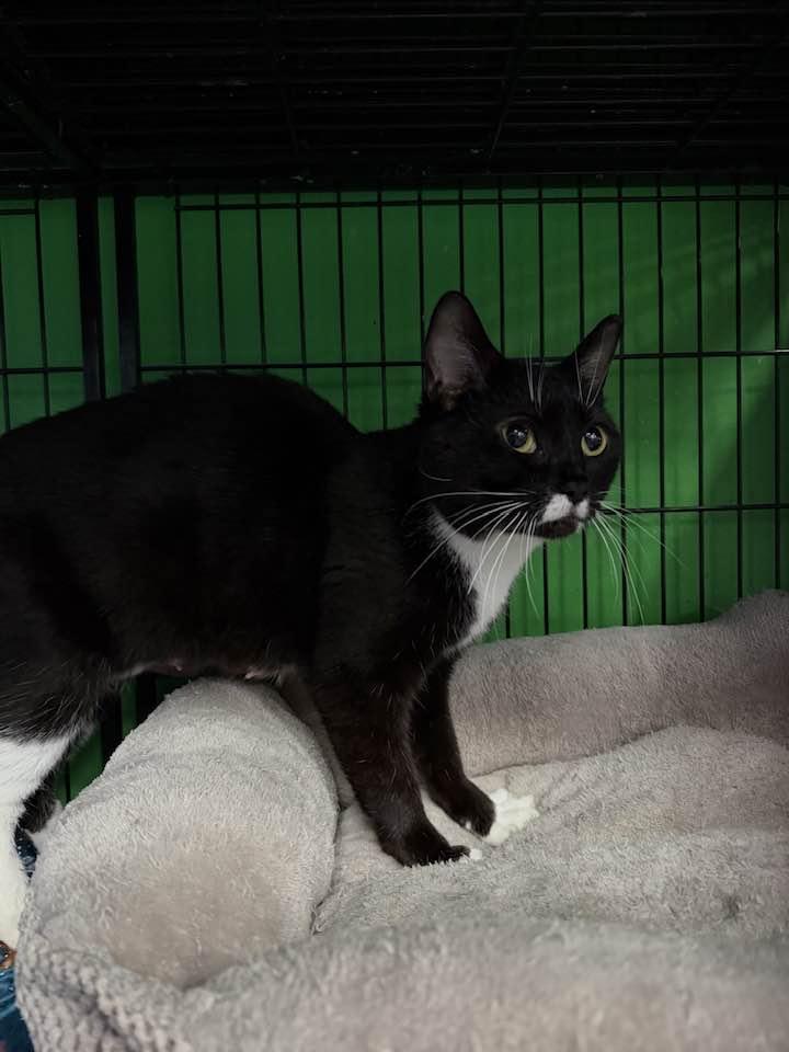 Enlarge Charity, a ADOPTABLE Domestic Short Hair in Cleveland, OH image 1/5