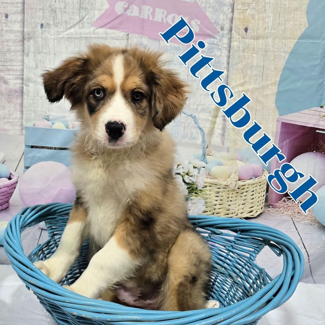 Enlarge Pittsburgh , a ADOPTABLE mixed breed in Joliet, IL image 1/2