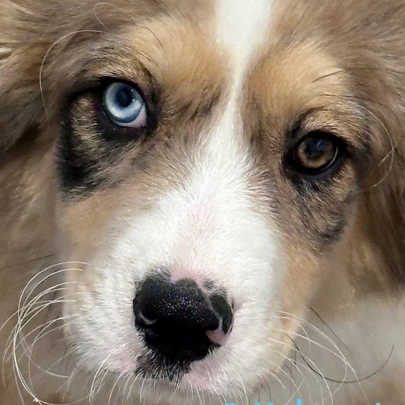 Enlarge Pittsburgh , a ADOPTABLE mixed breed in Joliet, IL image 2/2