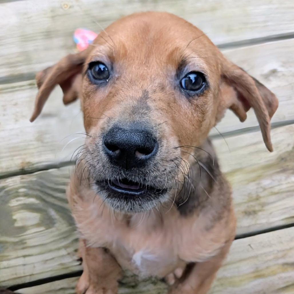 Sissy, a Adoptable Mixed Breed in Huntsville, AR image 1/3