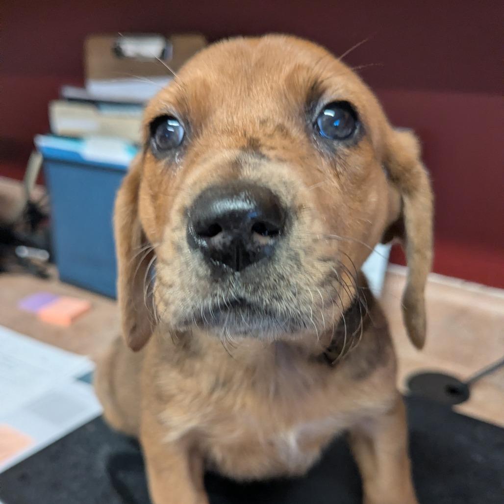 Sissy, a Adoptable Mixed Breed in Huntsville, AR image 2/3