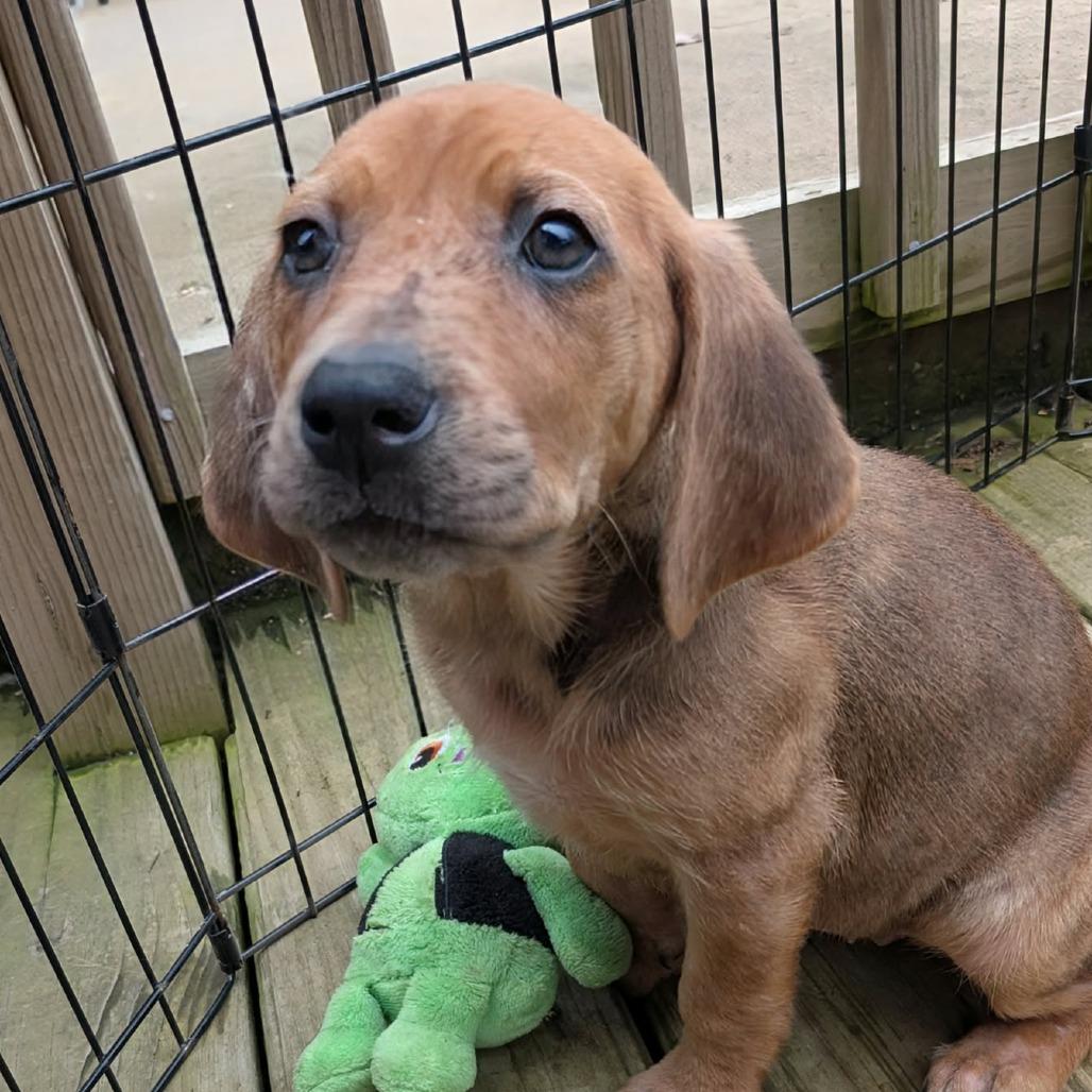 Sissy, a Adoptable Mixed Breed in Huntsville, AR image 3/3