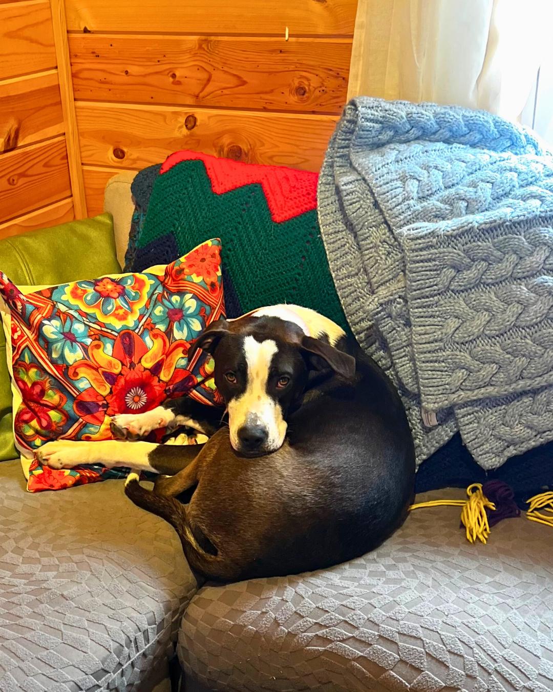 Enlarge Sage, a Adoptable mixed breed in minneapolis, MN image 4/6