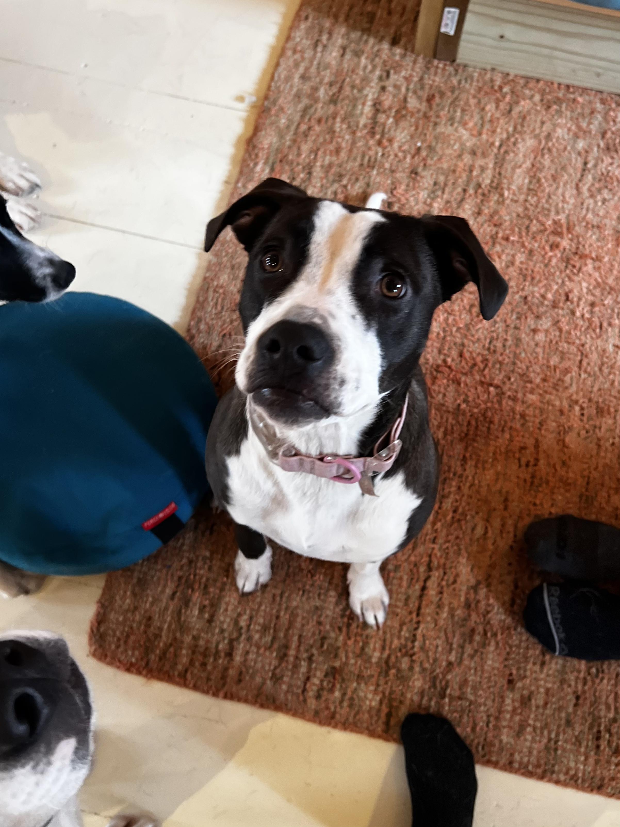 Sage, Adoptable, Young Female Mixed Breed.