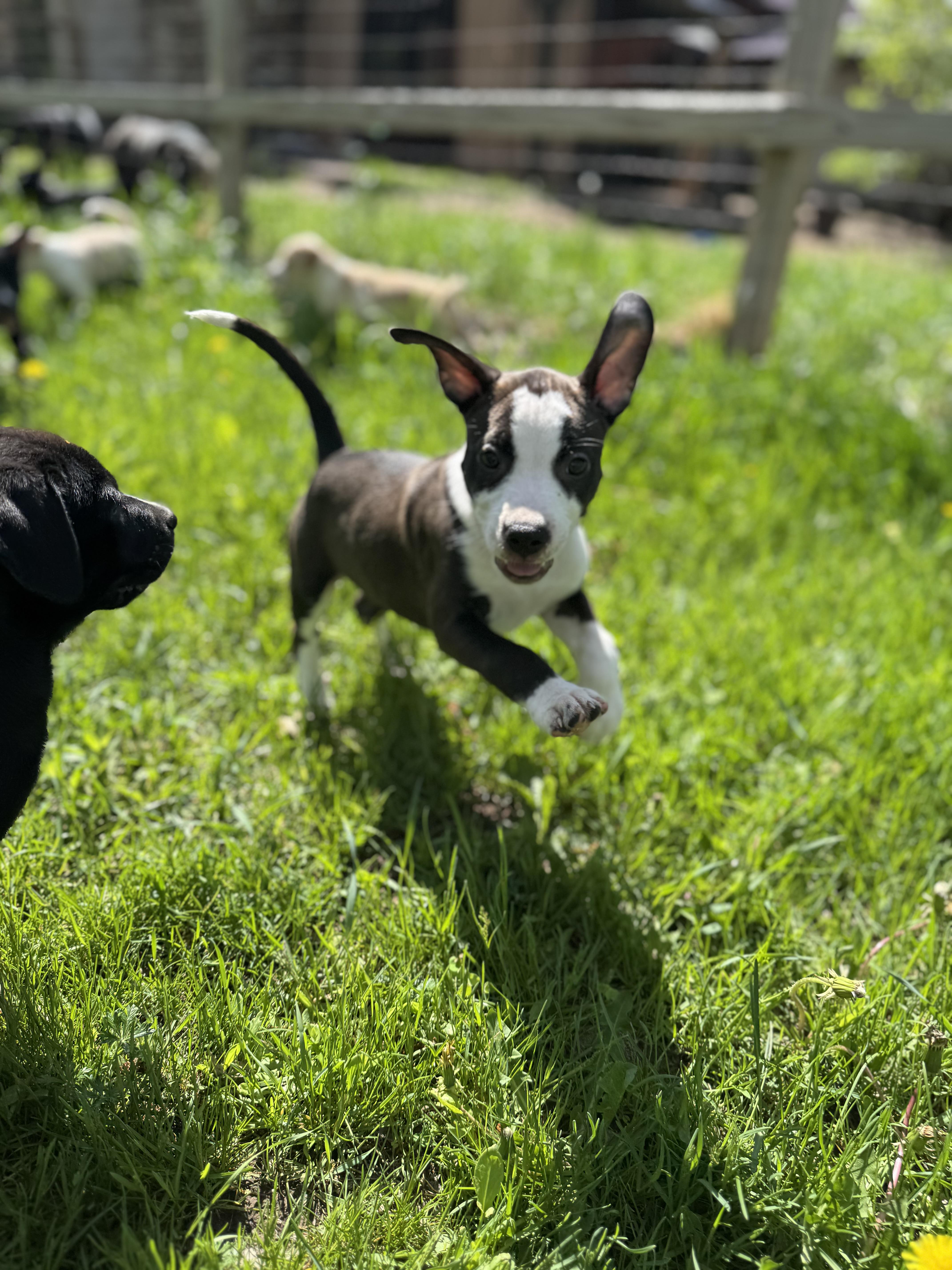 Sage, Adoptable, Puppy Female Mixed Breed.