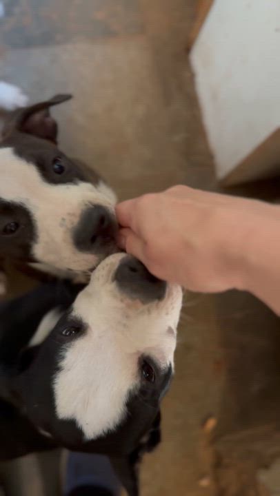 Enlarge Sage, a Adoptable Mixed Breed in minneapolis, MN video 2/4