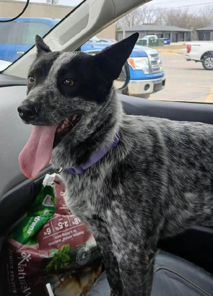 Enlarge Shelby ADOPTED:), an adopted mixed breed in Waverly, IA image 3/4