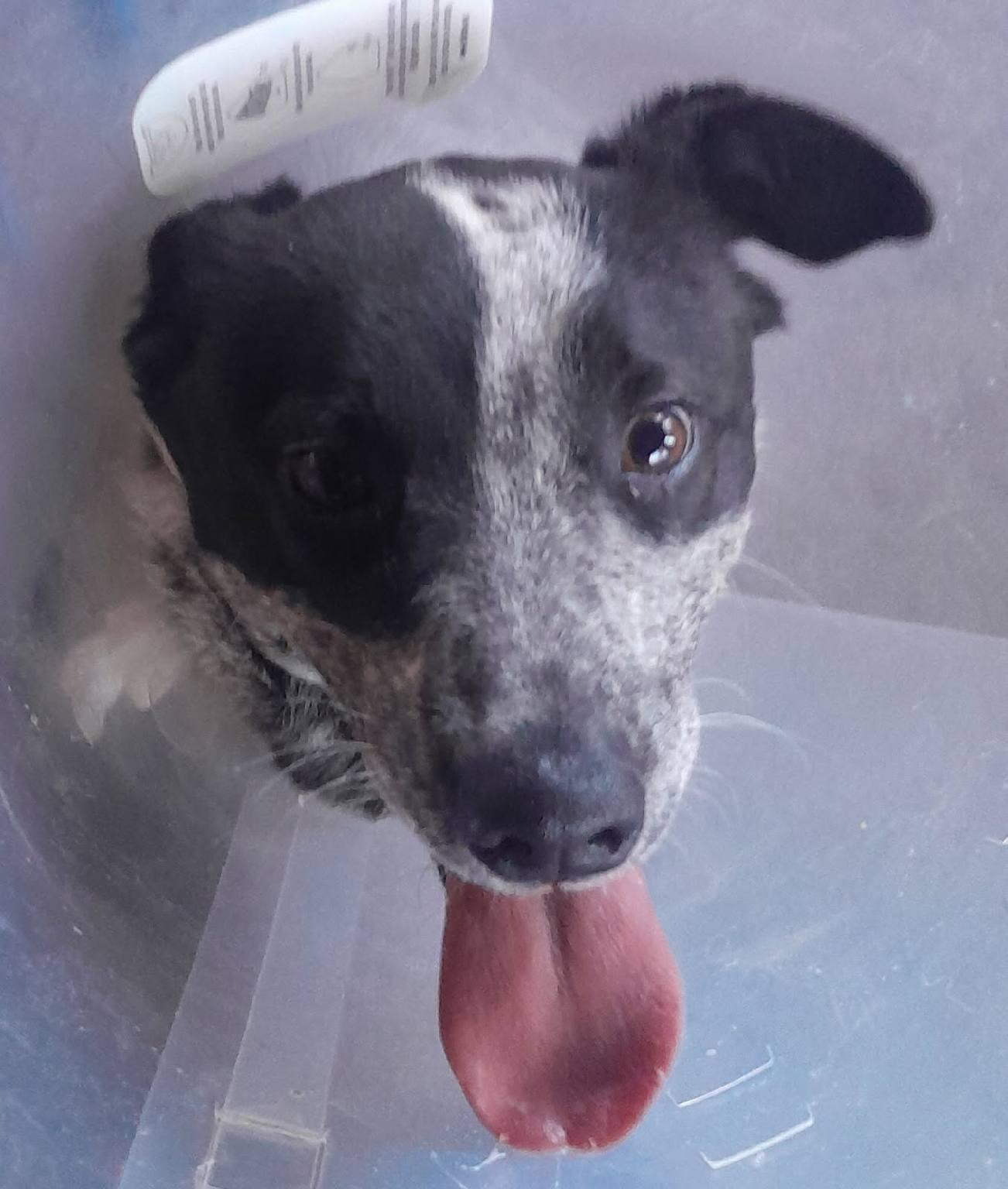 Enlarge Shelby ADOPTED:), an adopted mixed breed in Waverly, IA image 4/4