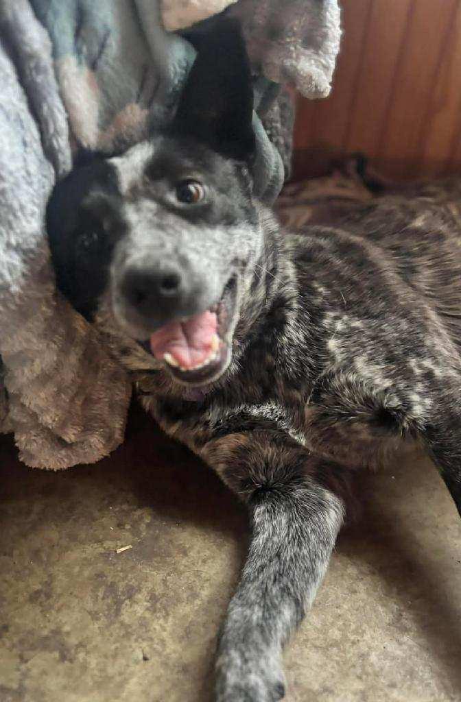 Enlarge Shelby ADOPTED:), an adopted mixed breed in Waverly, IA image 2/4