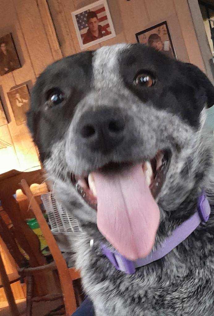 Enlarge Shelby ADOPTED:), an adopted mixed breed in Waverly, IA image 1/4