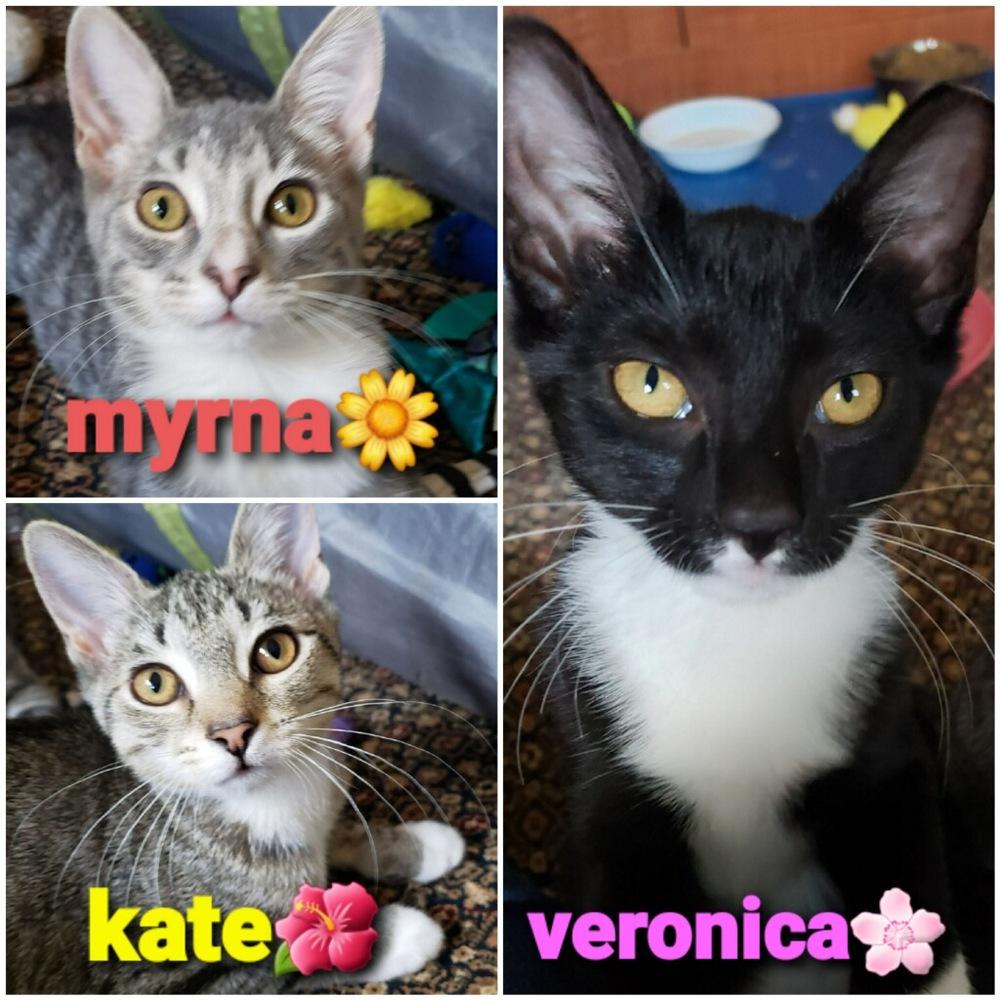 Myrna, Adopted, Kitten Female Tabby.
