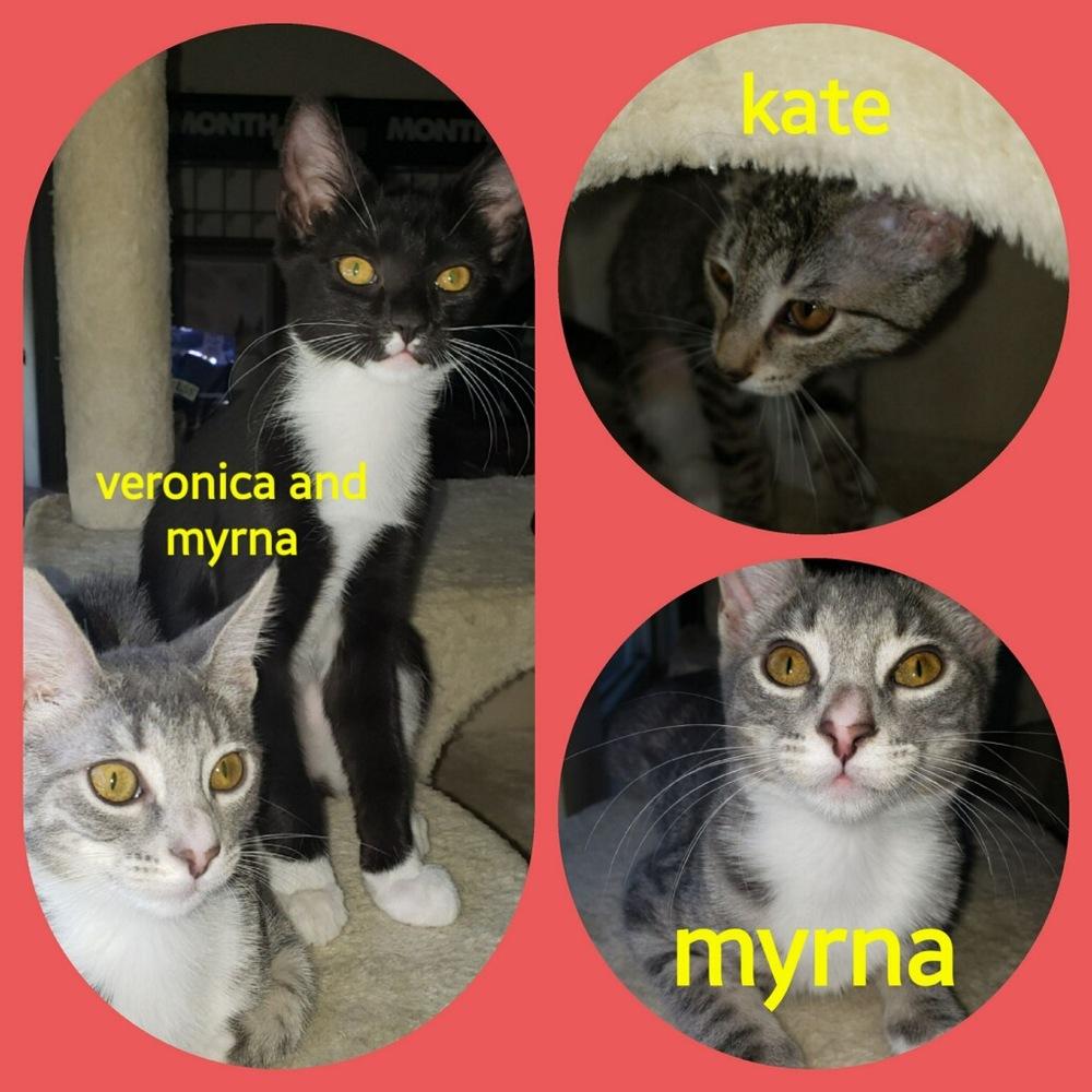 Myrna, a Adopted Tabby in Willingboro, NJ image 2/3