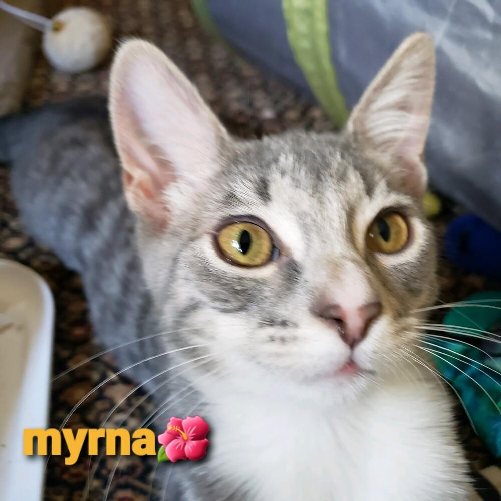 Myrna, a Adopted Tabby in Willingboro, NJ image 3/3