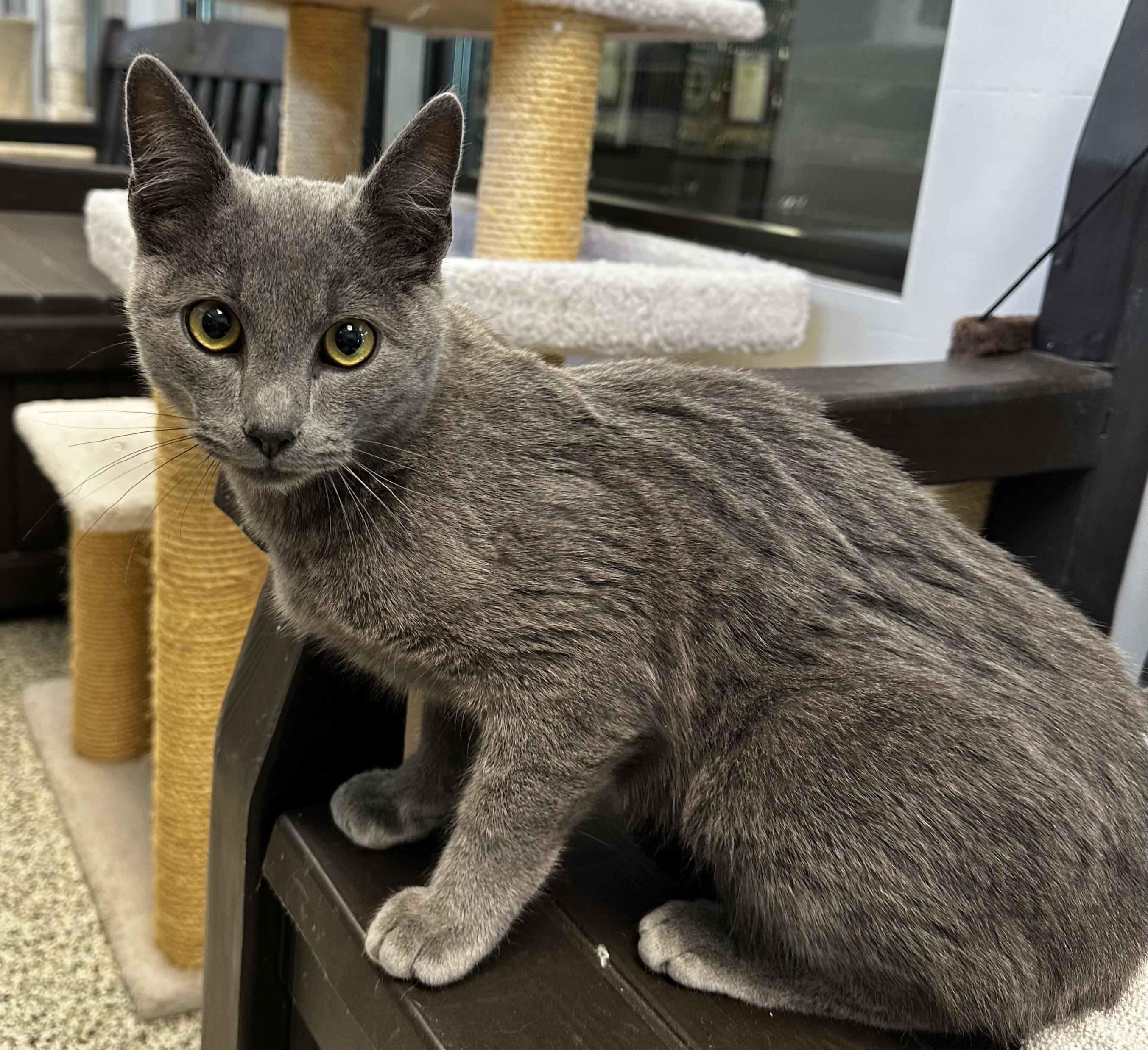 Ebenezer, a ADOPTABLE Domestic Short Hair in Liberty, MO image 1/2