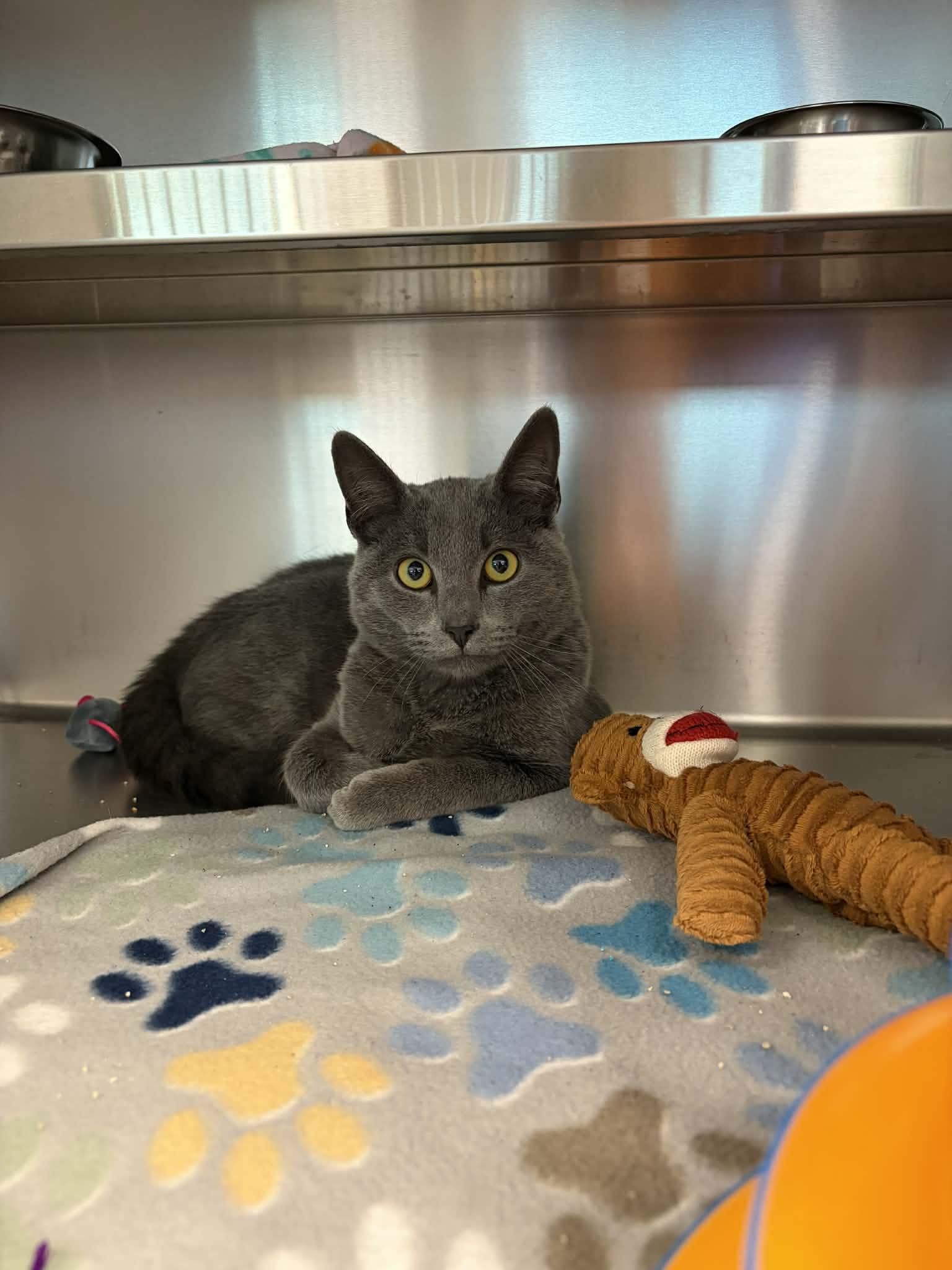 Ebenezer, a ADOPTABLE Domestic Short Hair in Liberty, MO image 2/2