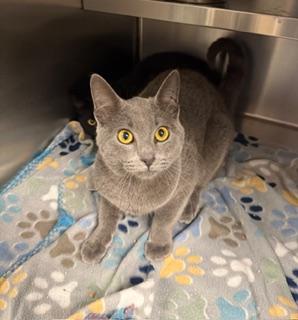 Enlarge Ebenezer, an adopted Domestic Short Hair in Liberty, MO image 2/3