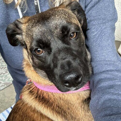 SASHA, Adoptable, Puppy Female Terrier.