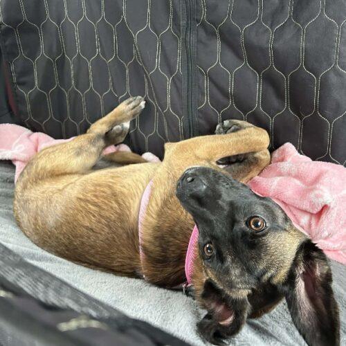 Enlarge SASHA, a Adoptable Terrier in San Juan Capistrano, CA image 2/6