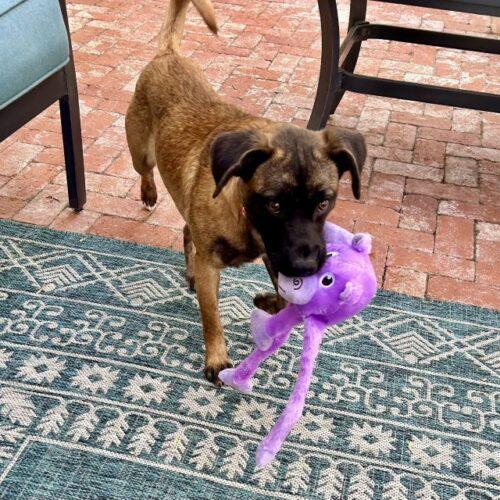 Enlarge SASHA, a Adoptable Terrier in San Juan Capistrano, CA image 3/6