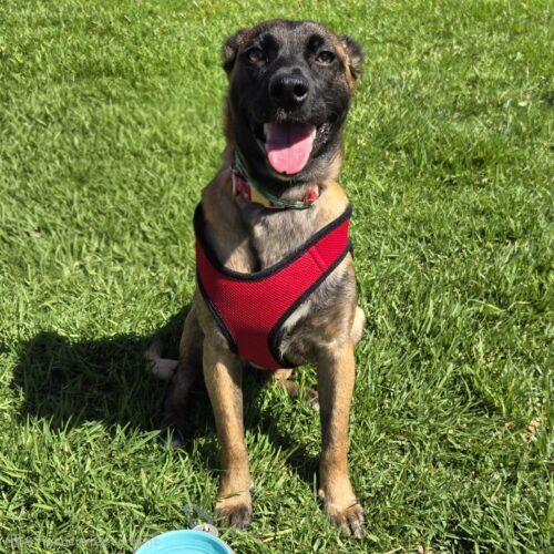 Enlarge SASHA, a Adoptable Terrier in San Juan Capistrano, CA image 5/6