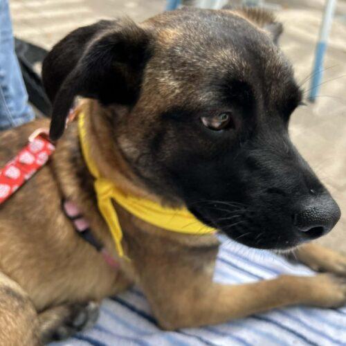 Enlarge SASHA, a Adoptable Terrier in San Juan Capistrano, CA image 6/6