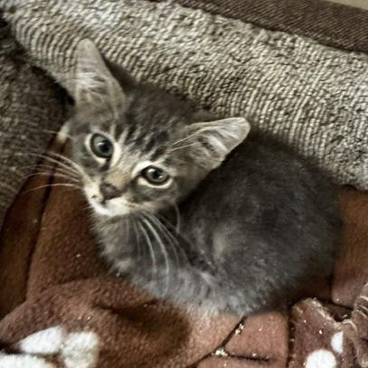 Jimmy, Adoptable, Kitten Male Domestic Medium Hair.